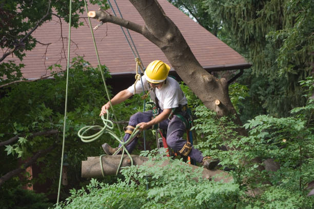 Reliable Dakota Dunes, SD Tree Services Solutions